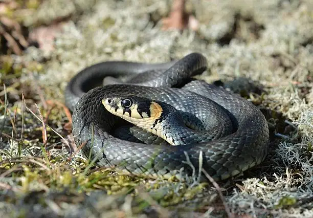 A grass snake in the early spring