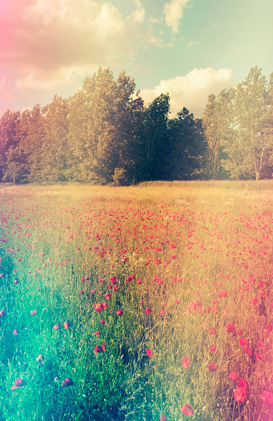 istock Poppy field in sunset 506920077