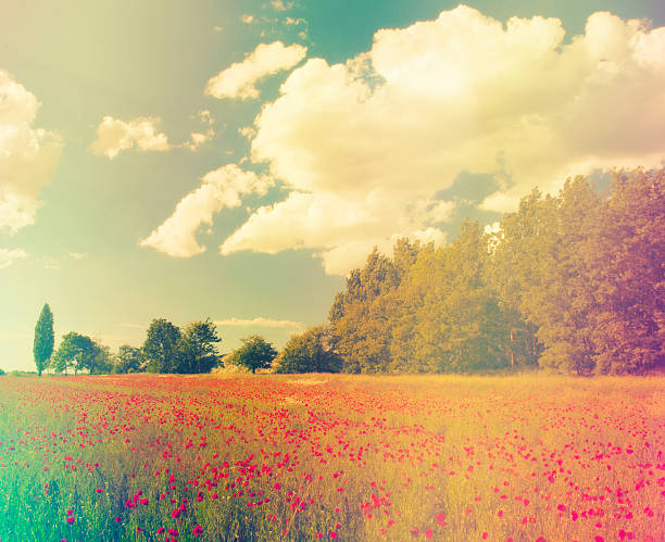 istock Poppy field in sunset 506920079