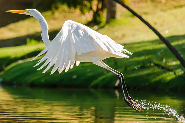 White Egret taking off on a Lake stock photo