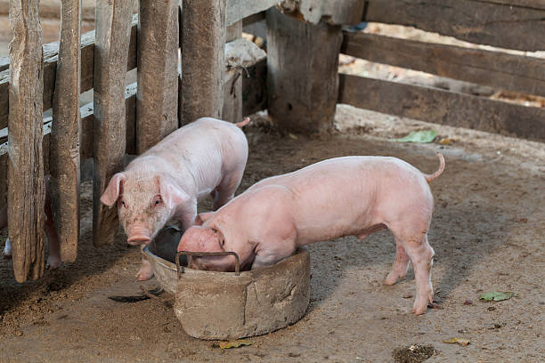 istock Pigs are brought together food stall 506920632