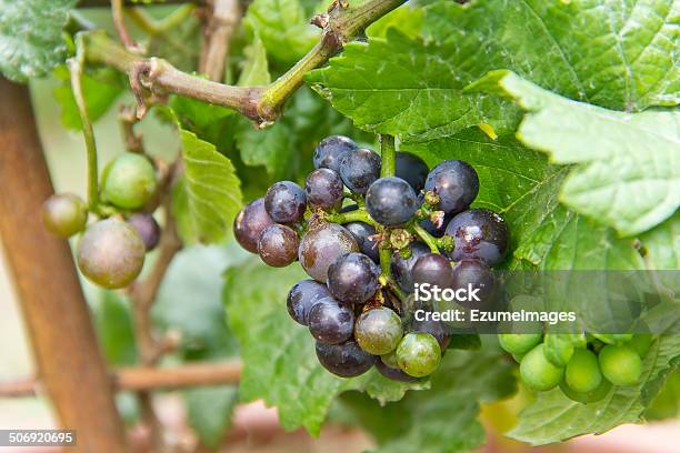 Vitis Vinifera - Fotografie stock e altre immagini di Agricoltura - Agricoltura, Ambientazione esterna, Azienda vinicola