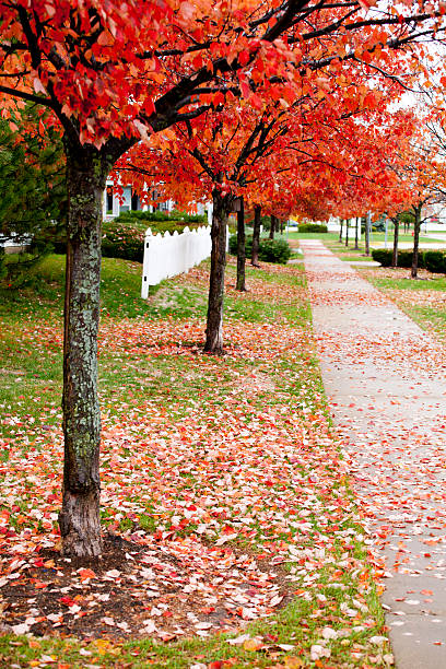 istock Autumn residential street 506921225
