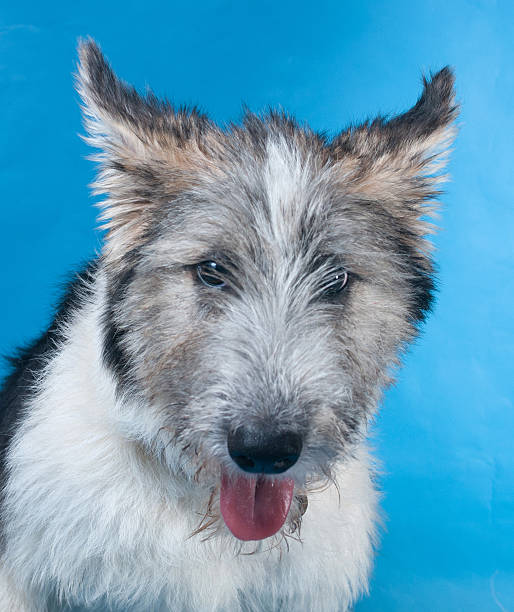 Gray shaggy dog collared on blue