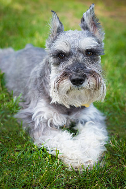 istock Miniature Schnauzer Dog 506921355