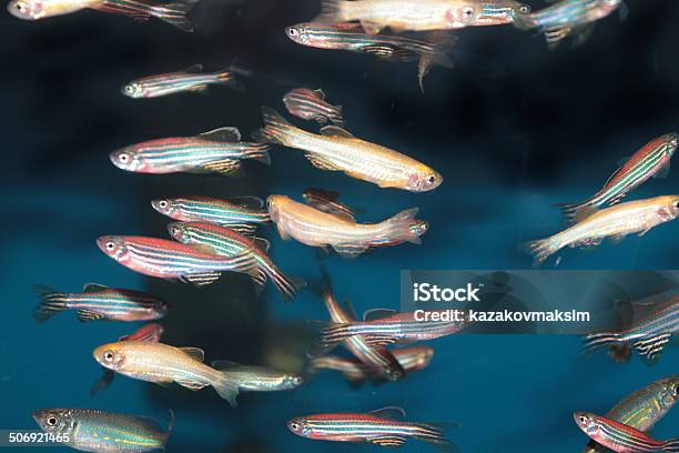 Zebrafish And Malabar Danio Aquarium Fishes Stock Photo - Download Image Now