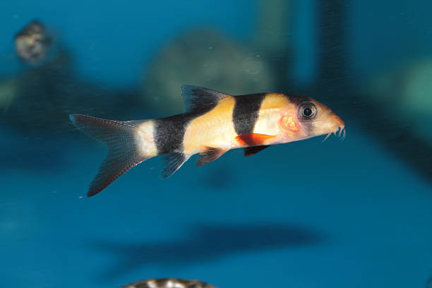 istock Clown loach (Botia macracantha) freshwater aquarium fish 506921469