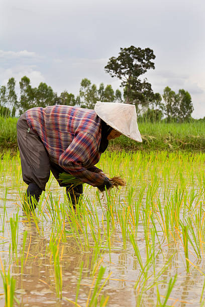 istock Farmers Planting 506921959