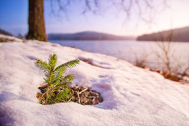 Photo of Small plant breaking through snow