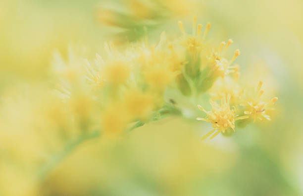 istock Yellow Flower Goldenrod Background 506922883