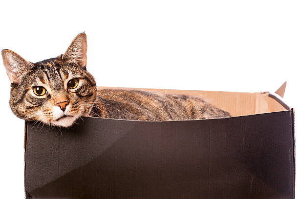 istock Adult Cat in Box 506922993