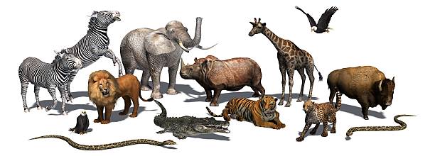 istock Animals of the Wild - isolated on white background 506923334