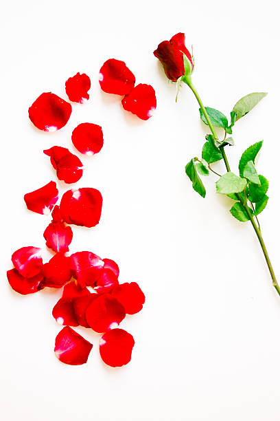 istock Combination of red rose petals into flower form--conceptual 506923431