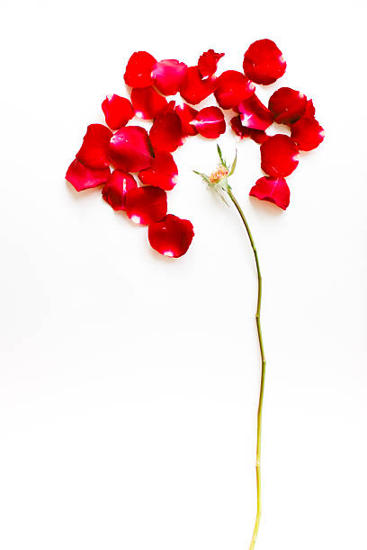 istock Combination of red rose petals into flower form--conceptual 506923441