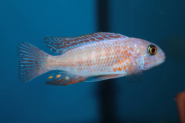 istock Morph of zebra mbuna (Pseudotropheus zebra) aquarium fish 506923609