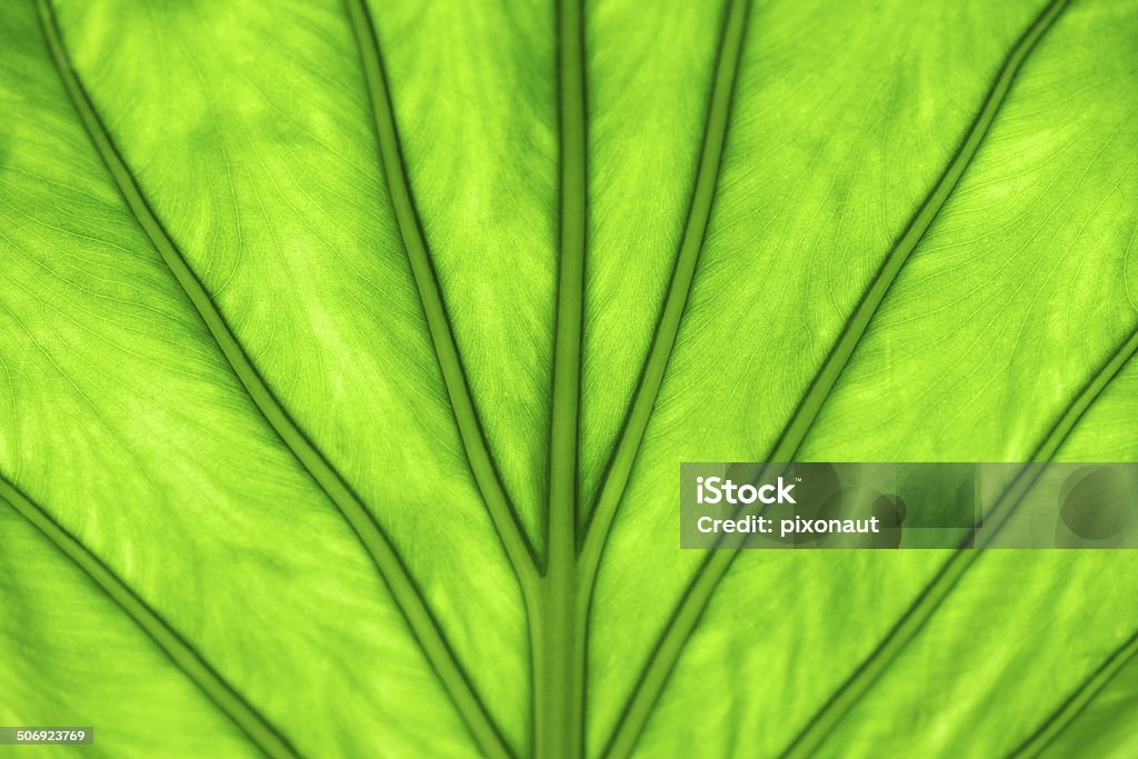 Hoja de palmera - Foto de stock de Clima tropical libre de derechos