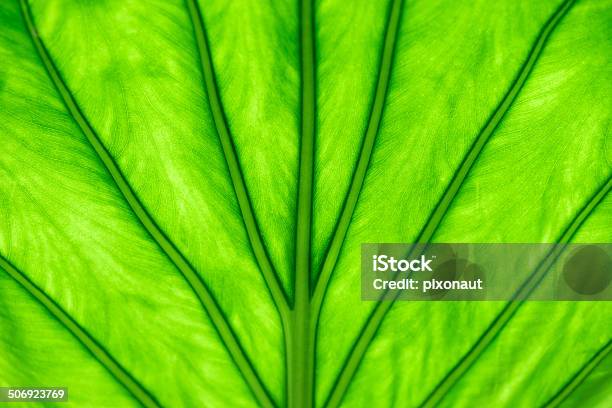 Hoja De Palmera Foto de stock y más banco de imágenes de Clima tropical - Clima tropical, Clorofila, Color - Tipo de imagen