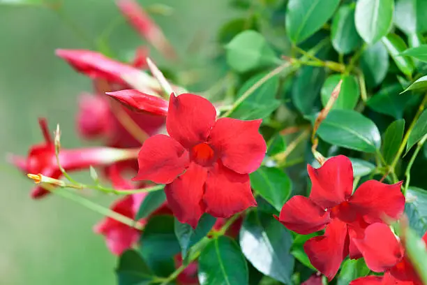 Mandevilla is a flowering plant native to Brazil. It is also  more commonly known as Brazilian jasmine. It is a tropical plant that loves the sun and produces flowers are large and trumpet-shaped. Mandevillas are vining plants that grow up to 7 to 10 feet per season.