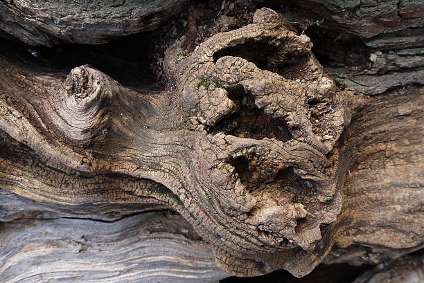 Old Gnarly piece of wood texture