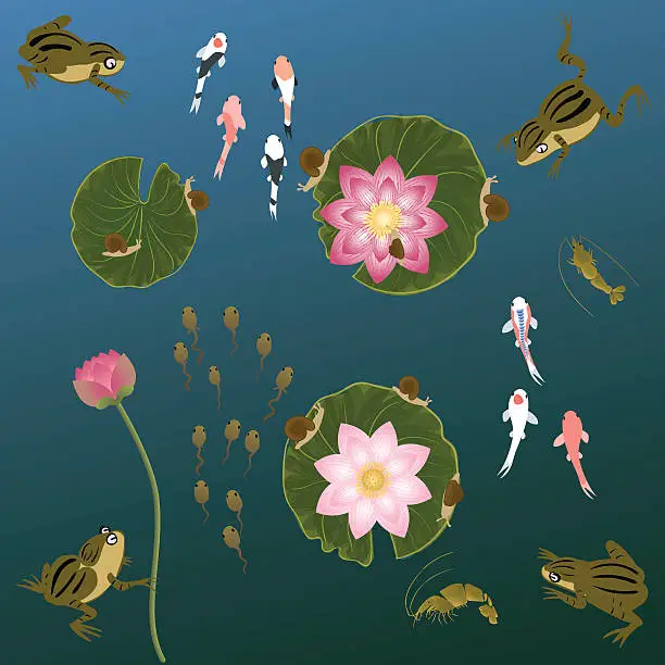 Vector illustration of pond with whitebait carp fishes water lilies and  frog