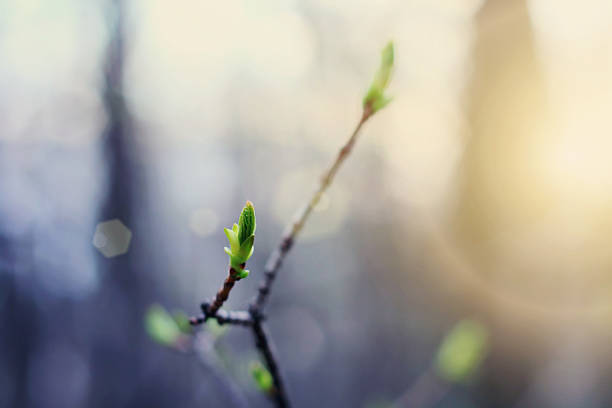 istock Green buds in bloom at springtime sunset 506924804