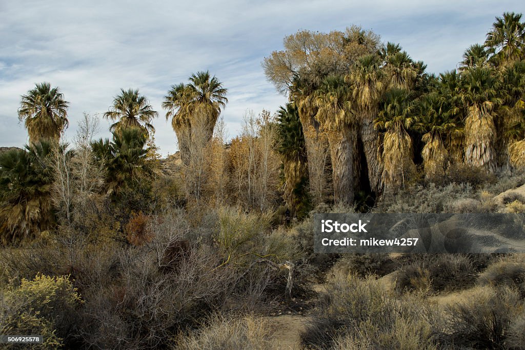 Palms at Joshua Tree Palms at Joshua Tree National Park Desert Area Stock Photo