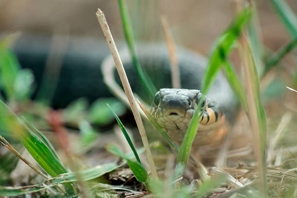 istock Natrix snake hunting in green grass at summer day 506926090
