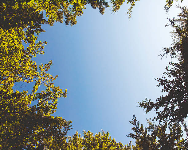 istock Clear sunny sky framed in fresh green foliage 506929983