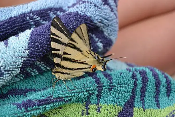 Swallowtail sitting on the towel, beautiful summer butterfly, nice colors