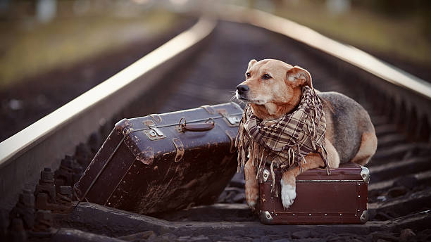 istock Dog on rails with suitcases. 506930337