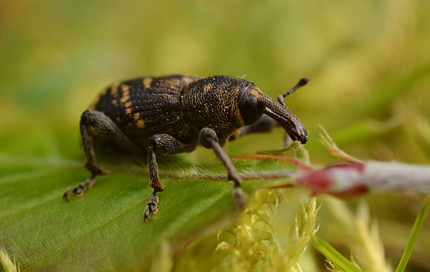 Large pine weevil ( Hylobius abietis ) Large pine weevil on the ground. pine weevil hylobius abietis stock pictures, royalty-free photos & images
