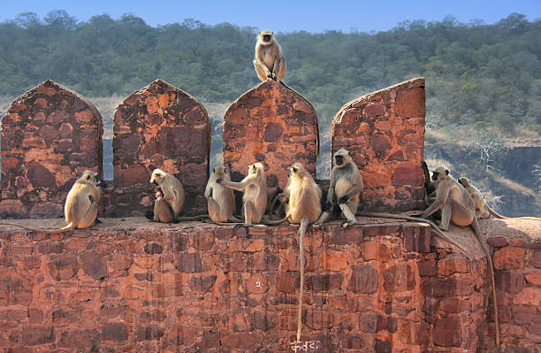 grigio langurs (semnopithecus dussumieri) seduta a f di ranthambore - leaf monkey foto e immagini stock