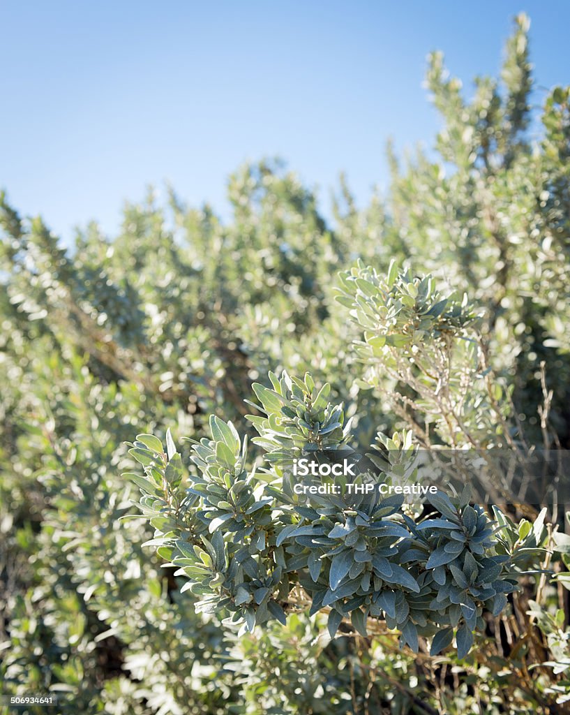 Saltbush Saltbush, atriplex or orache as it's sometimes known is a common bush in Australia's desert areas Australia Stock Photo
