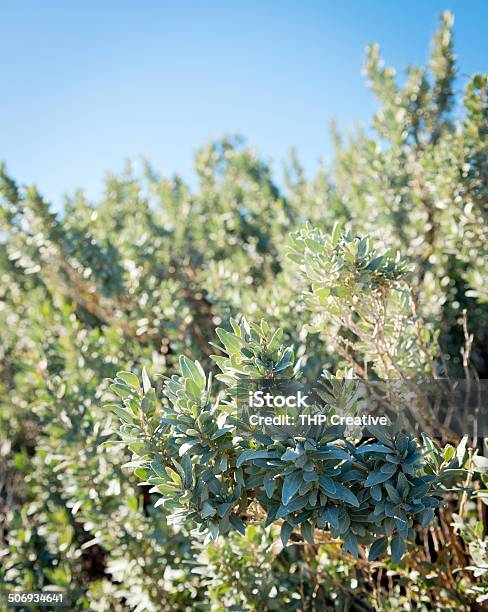 Saltbush Stock Photo - Download Image Now - Australia, Coastline, Bush