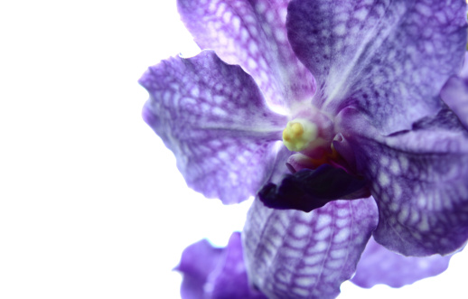 Blue vanda orchid, isolated on white background