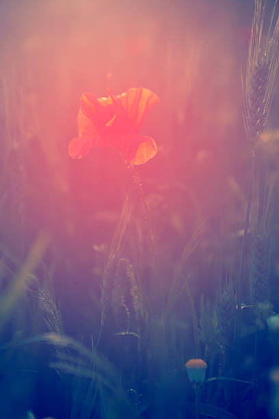 istock Poppy field in sunset 506935951