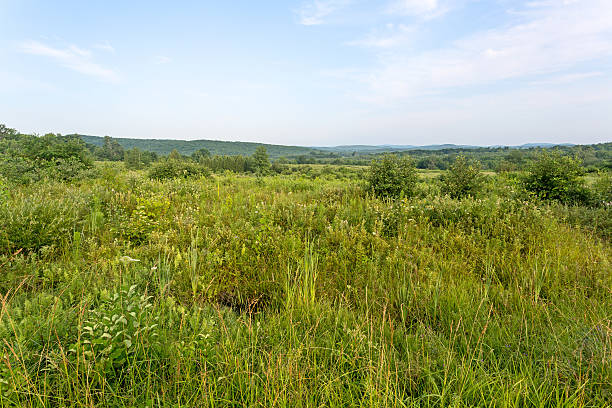 istock Vacant land in New England 506936025
