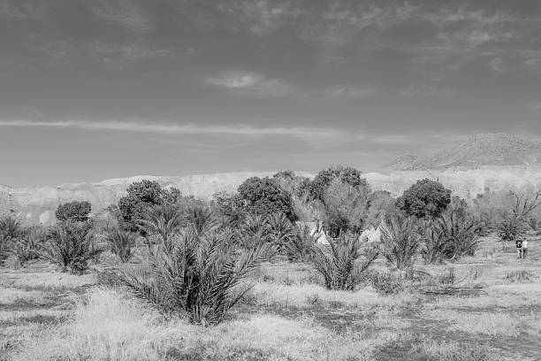 Tepees in the California/Nevada desert surrounded by date trees and grass