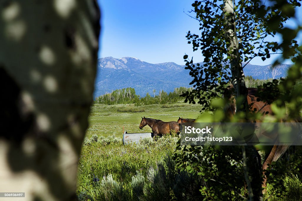 View through trees. Horses grazing in pasture. Rocky mountains. Montana. Beautiful scenic view through aspen trees of quarter horses grazing in a meadow. Rocky Mountains, Montana, USA in background. Snow can be seen on the mountain tops in June.     Distant Stock Photo