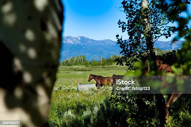 View Through Trees Horses Grazing In Pasture Rocky Mountains Montana Stock Photo - Download Image Now