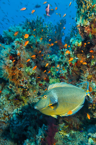 Underwater  sea life - coral reef. School of fish, Unicorn fish,  deep in tropical sea. 