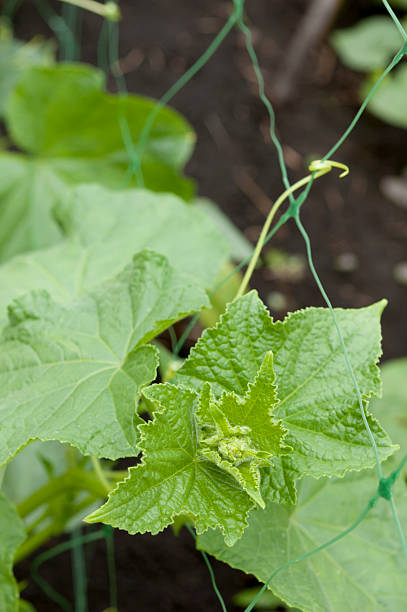 istock cucumber plant climb up at trail 506972985