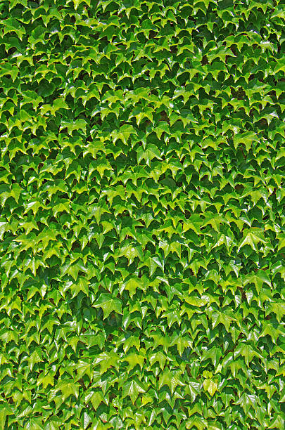 Ivy wall stock photo