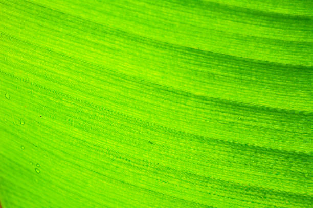 istock abstract background  of banana leaf texture blur 506973047
