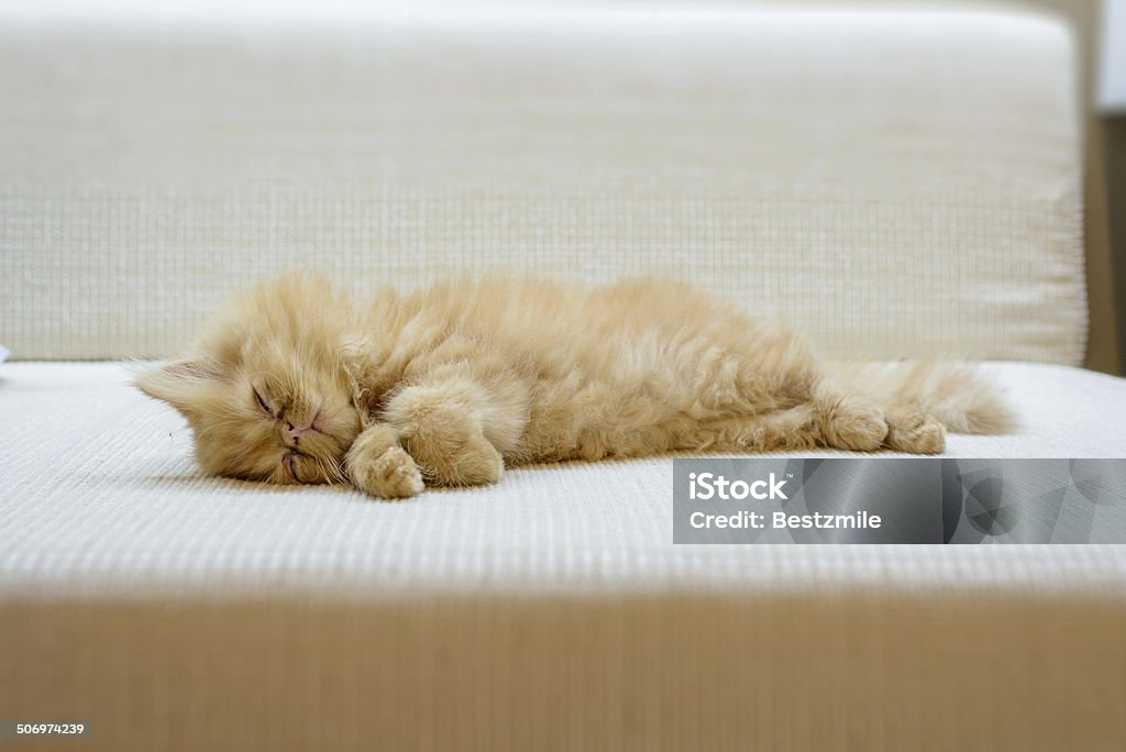 Close-up sleeping perisan cat Animal Stock Photo