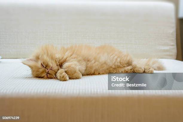 Closeup Sleeping Perisan Cat Stock Photo - Download Image Now - Animal, Close-up, Domestic Cat