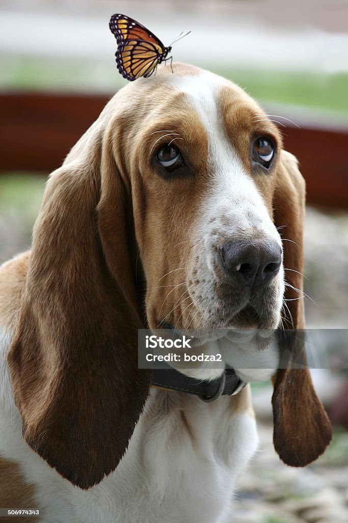 Dog with butterfly Dog with butterfly. Animal Stock Photo