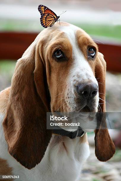 Dog With Butterfly Stock Photo - Download Image Now - Animal, Basset Hound, Butterfly - Insect
