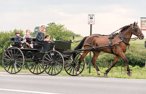 amish mother driving her carriage Intercourse, PA, USA - August 7, 2014: amish woman riding with her children in her horse-drawn carriage Amish families and communities are notable for maintaining a more primitive lifestyle. Amish believe large families are a blessing from God. Amish rules allow marrying only between members of the Amish Church. The elderly do not go to a retirement facility; they remain at home. The Old Order Amish are known for their avoidance of certain modern technologies, and maintain a lifestyle without electronic devices and or other conveniences. Amish stock pictures, royalty-free photos & images