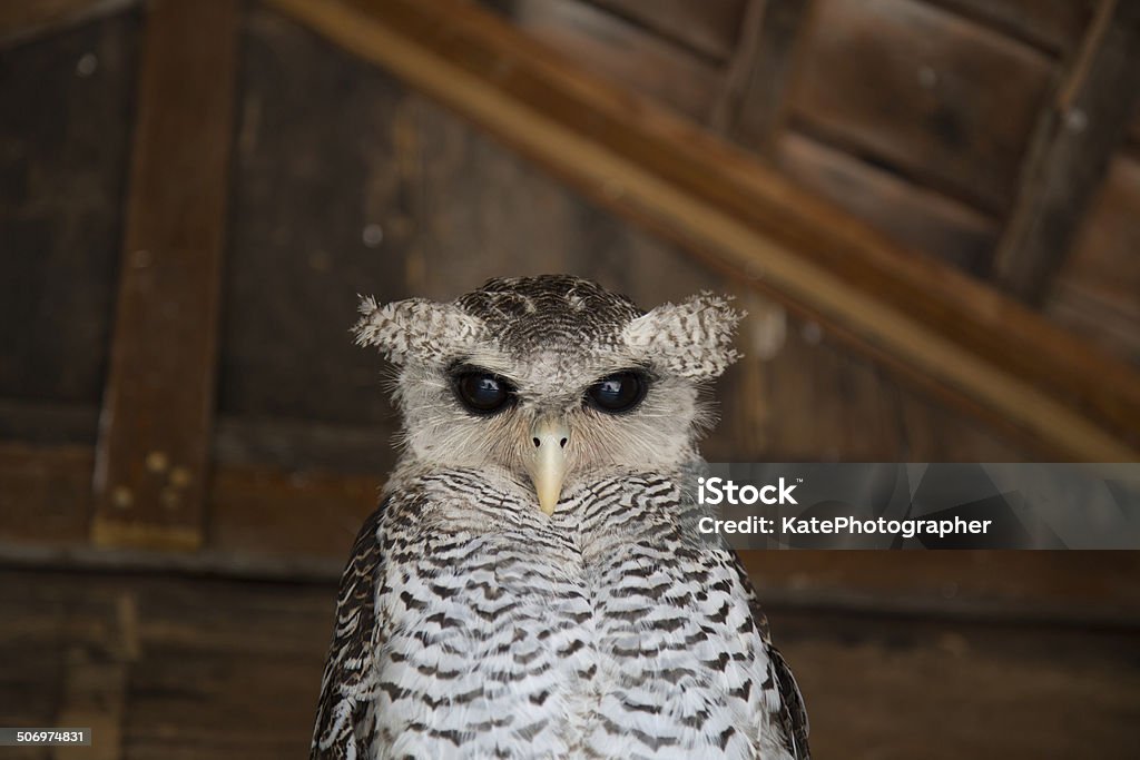 Adorable owl face. Closeup photo of cute owl. Animal Stock Photo